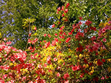 Rhododendron